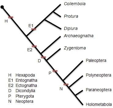 Hexapoda