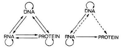Central Dogma Crick 1970 combined
