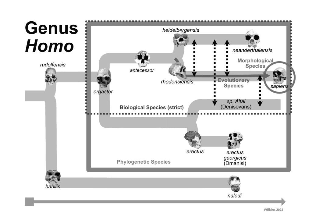 Species concepts mapped onto a simplified Homo phylogeny.
